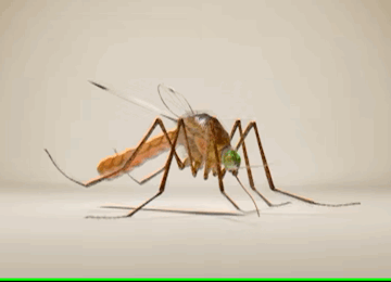Paludisme 360x260