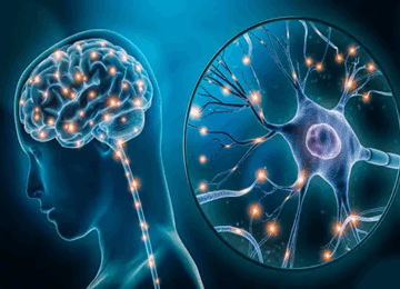 Cerveau et neurotransmetteurs 360x260