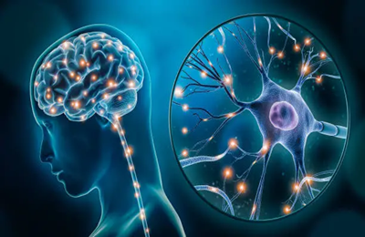 Cerveau et neurotransmetteurs Cerveau et neurotransmetteurs