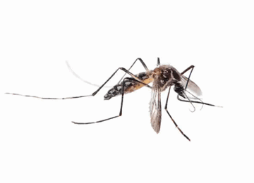 Dengue Et Chikungunya 360x260