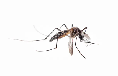 Dengue Et Chikungunya Dengue Et Chikungunya