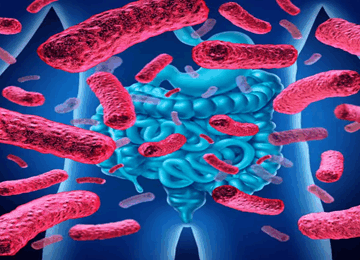 Microbiote Intestinal 360x260
