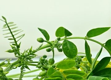 Plantes medicinales en automedication 360x260