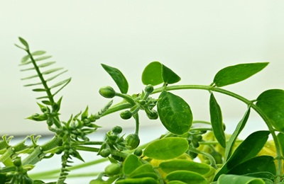 plantes médicinales en automédication plantes médicinales en automédication