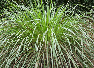 Feuilles fraiches de citronnelle 360x260